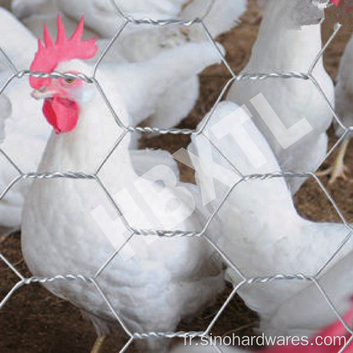 Mesh de fil de poulet électrique galvanisé